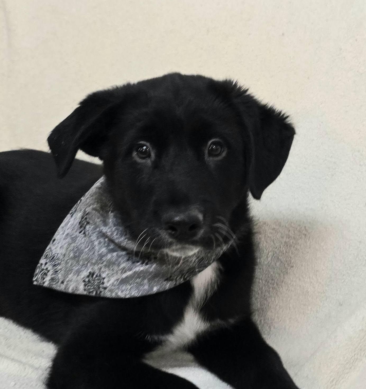 Enlarge Brando - mom chocolate lab, a ADOPTABLE mixed breed in Terre Haute, IN image 3/4