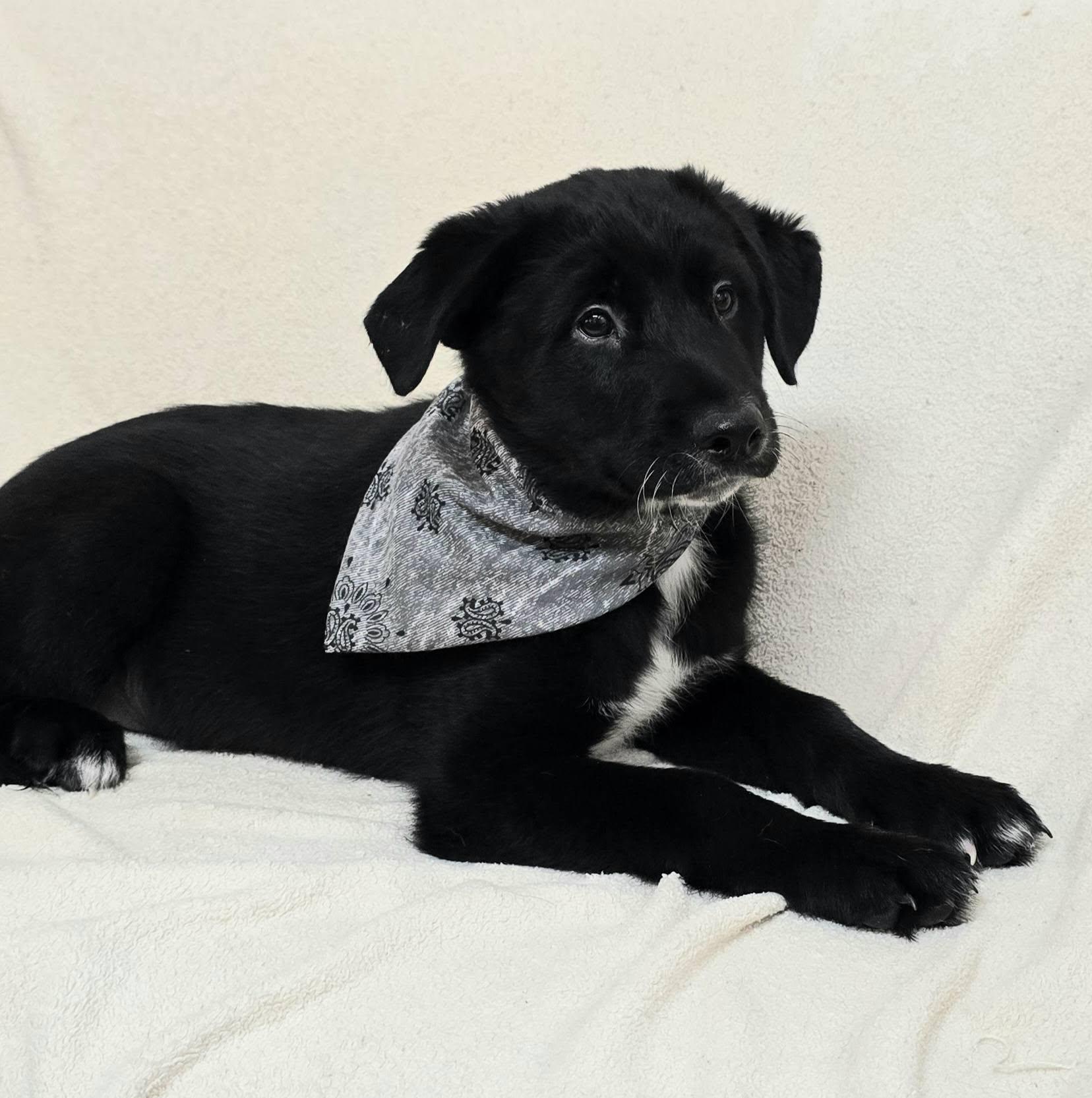 Enlarge Brando - mom chocolate lab, a ADOPTABLE mixed breed in Terre Haute, IN image 4/4