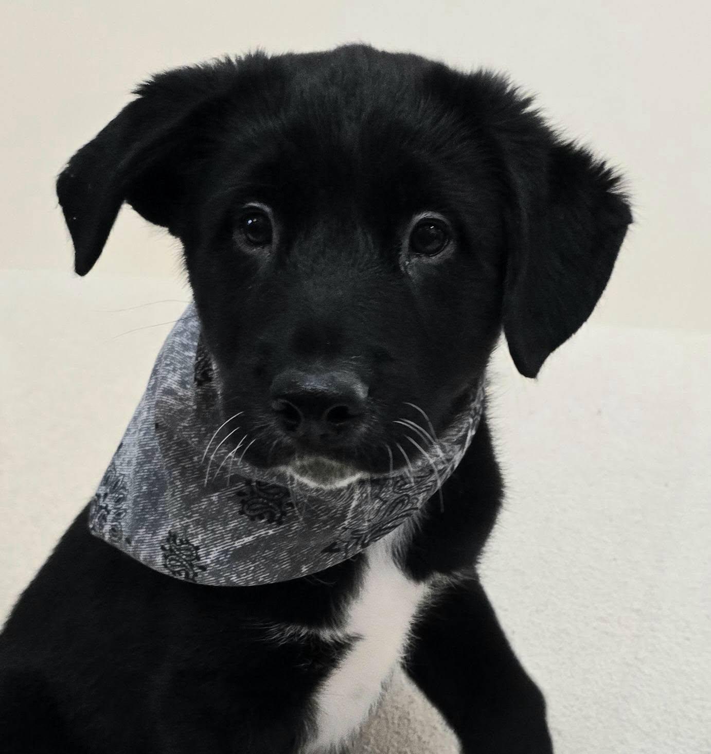 Enlarge Brando - mom chocolate lab, a ADOPTABLE mixed breed in Terre Haute, IN image 1/4
