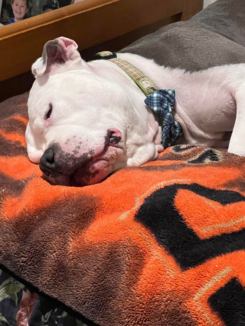 Jeffy, Adult Male Pit Bull Terrier