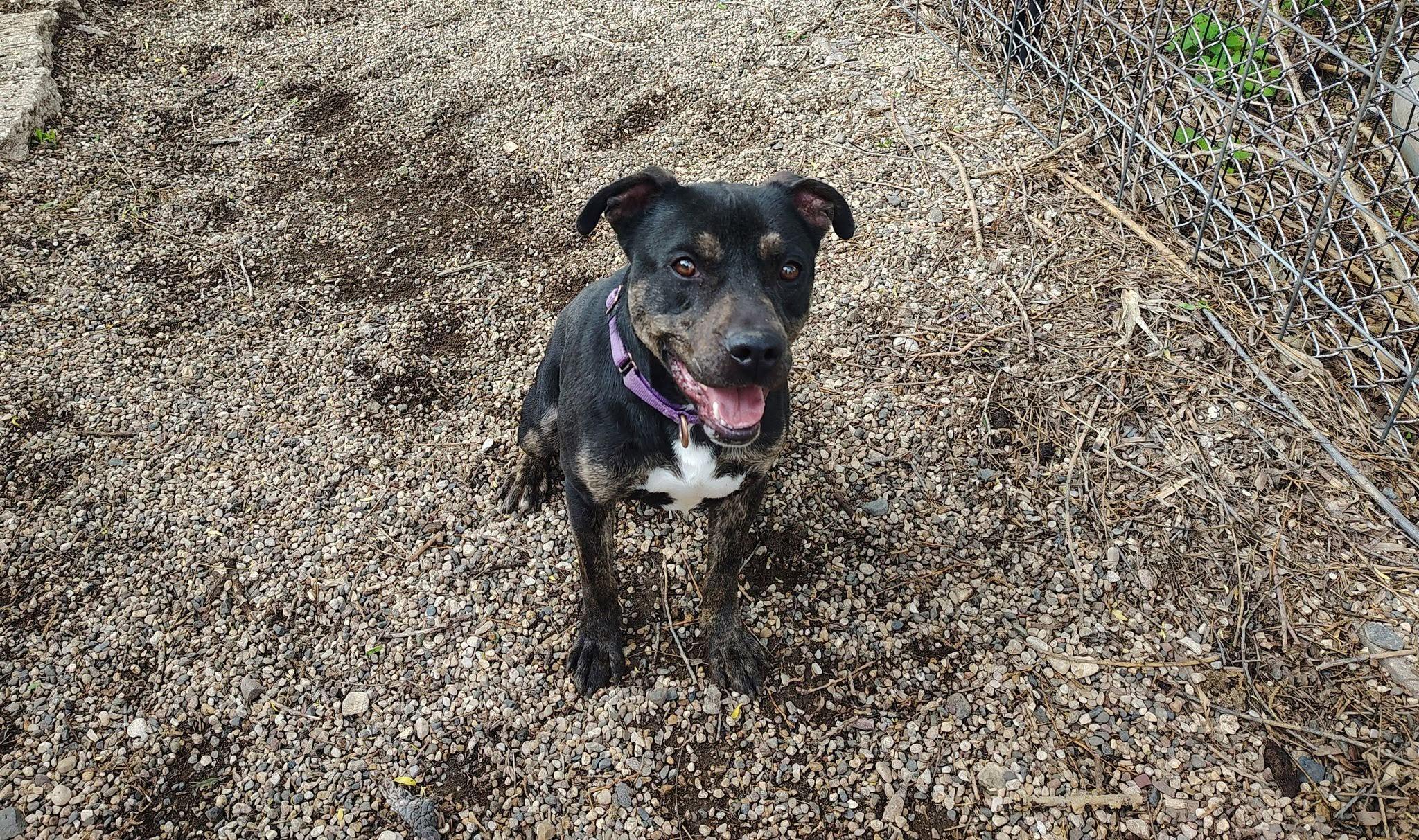 Enlarge Benzo, a Adoptable mixed breed in Rockwell City, IA image 1/2