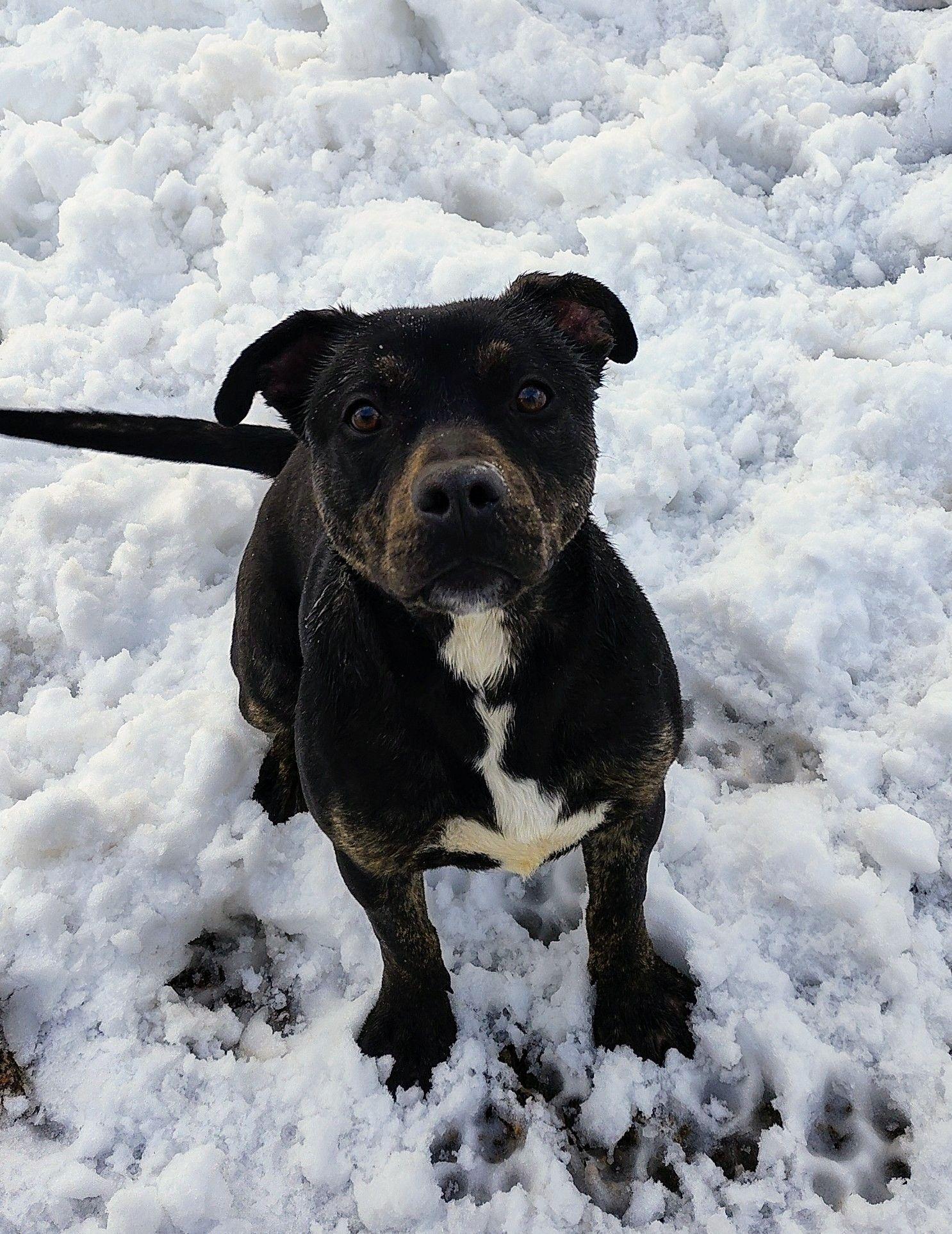 Benzo, Adoptable, Young Male Terrier.