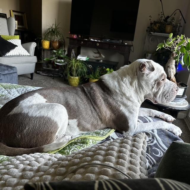 Yoyo, a Adoptable mixed breed in Omaha, NE image 4/6