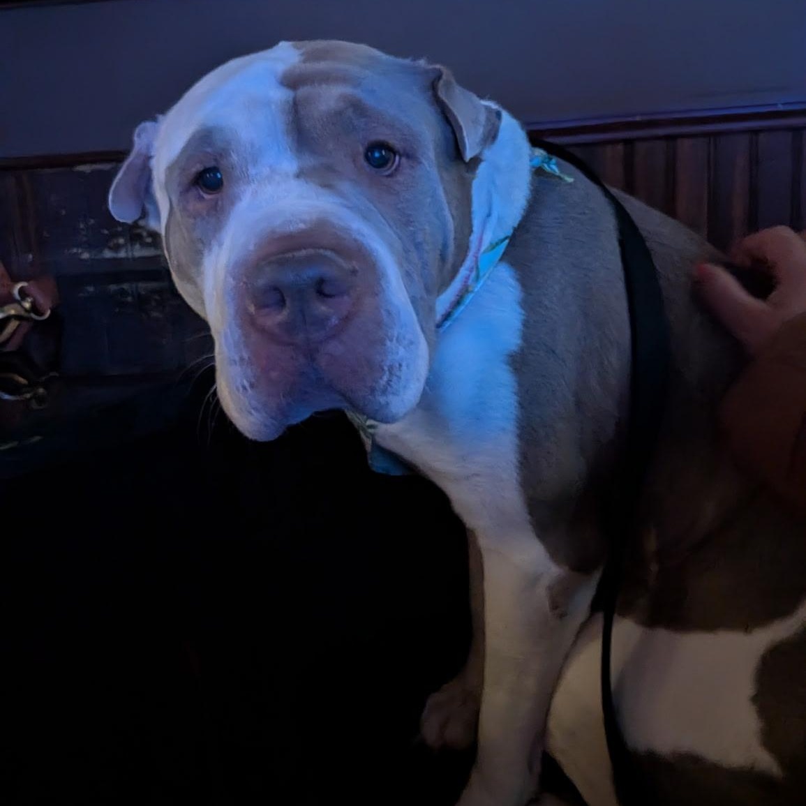 Enlarge Yoyo, an adoptable mixed breed in Omaha, NE image 2/6