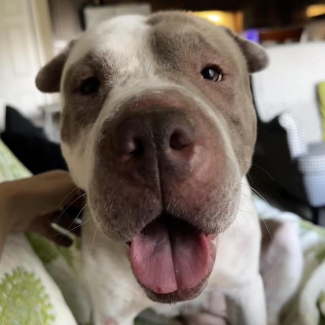 Yoyo, a Adoptable mixed breed in Omaha, NE image 6/6