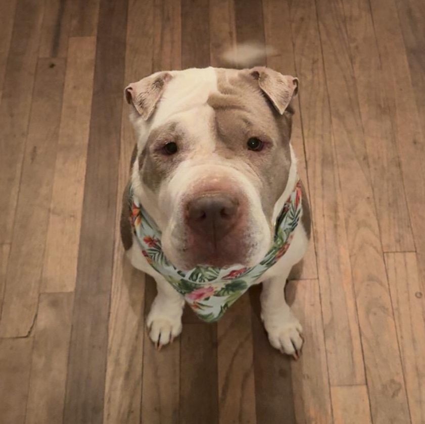 Enlarge Yoyo, an adoptable mixed breed in Omaha, NE image 1/6