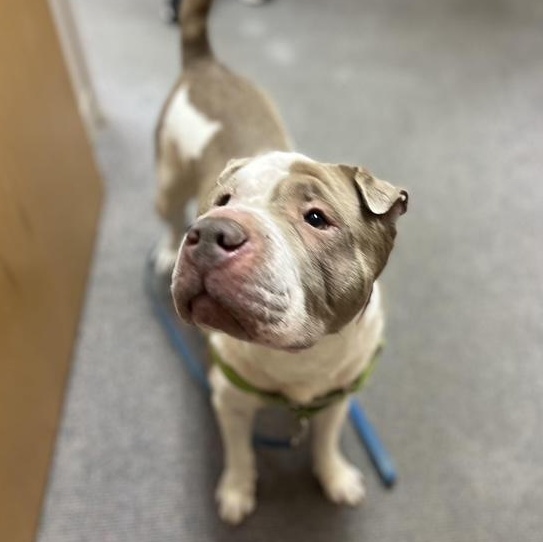 Yoyo, a Adoptable mixed breed in Omaha, NE image 3/6