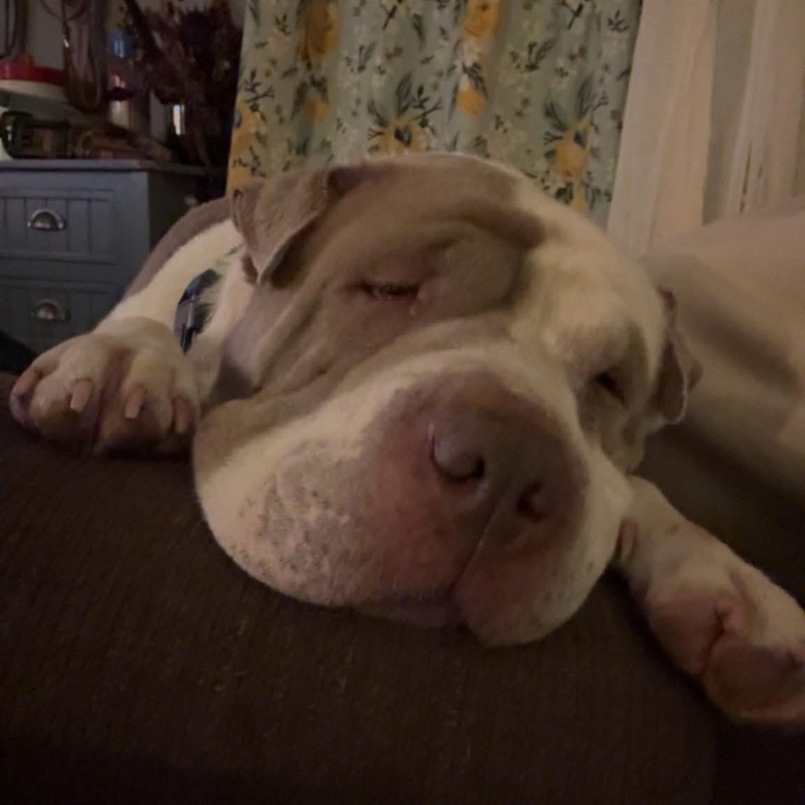 Enlarge Yoyo, an adoptable mixed breed in Omaha, NE image 3/6