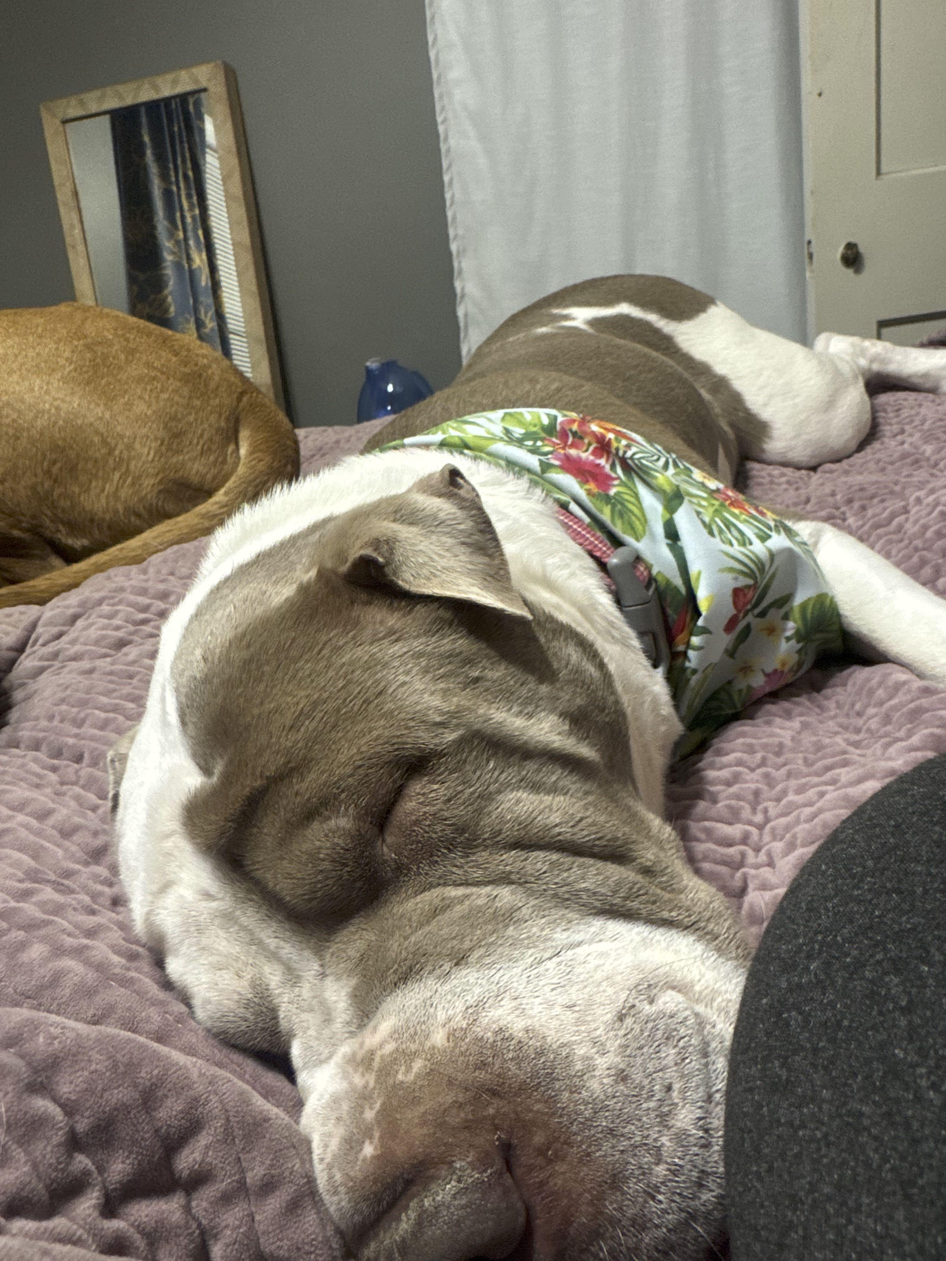 Enlarge Yoyo, an adoptable mixed breed in Omaha, NE image 6/6