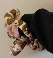 Xerxes, Adult Unknown unknown