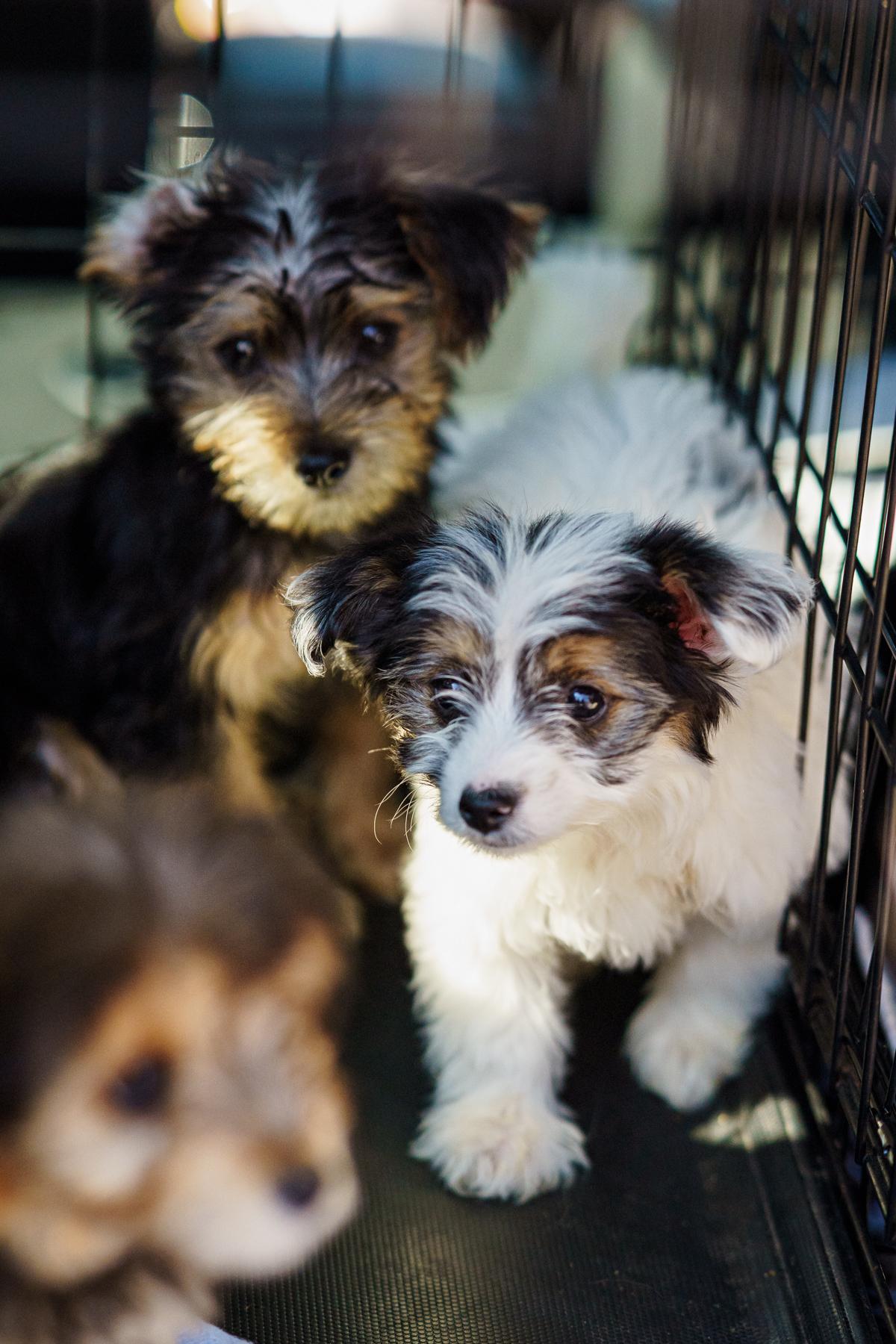 Enlarge Rosie, an adopted mixed breed in LAMPASAS, TX image 4/6