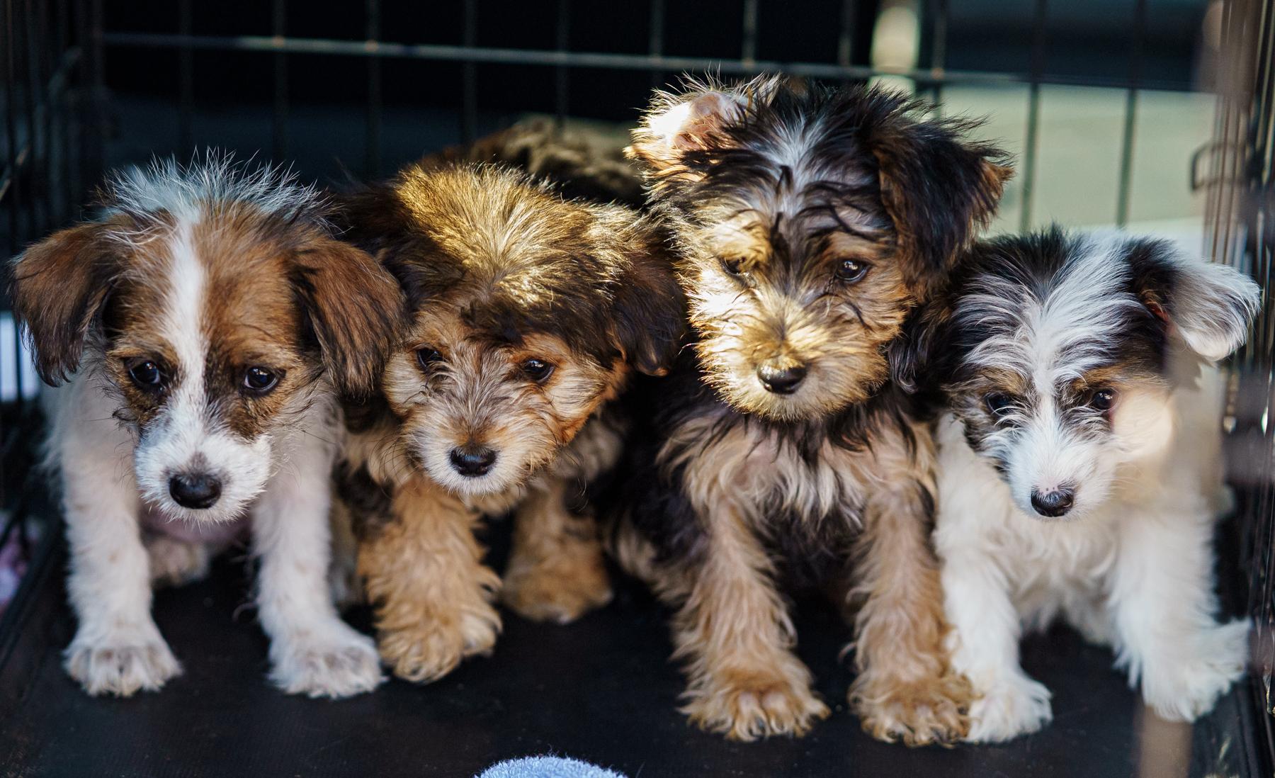 Enlarge Rosie, an adopted mixed breed in LAMPASAS, TX image 6/6