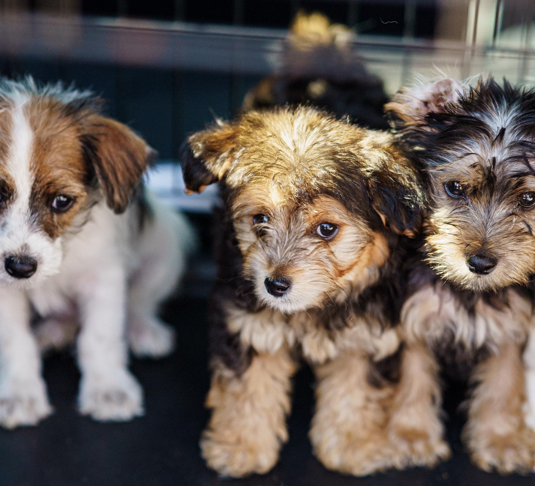 Enlarge Rosie, an adopted mixed breed in LAMPASAS, TX image 5/6