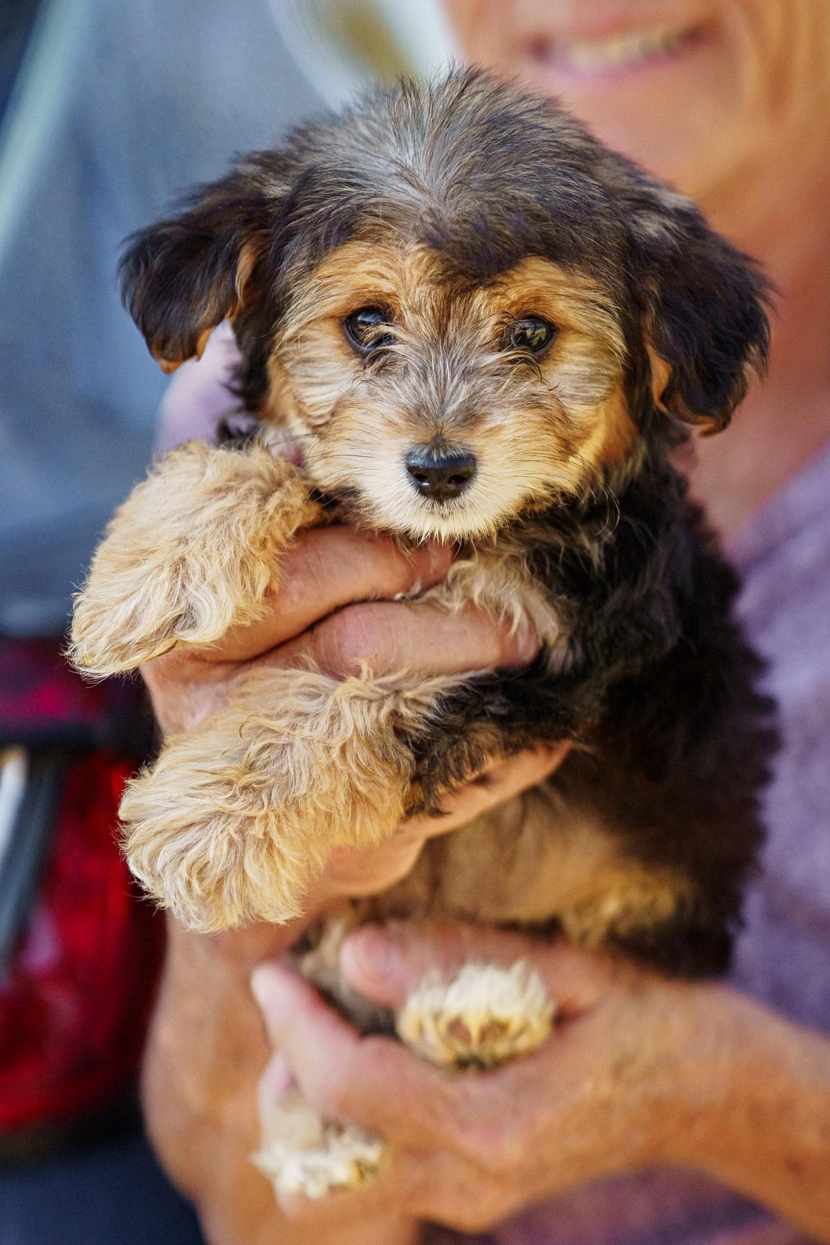 Enlarge Rosie, an adopted mixed breed in LAMPASAS, TX image 1/6