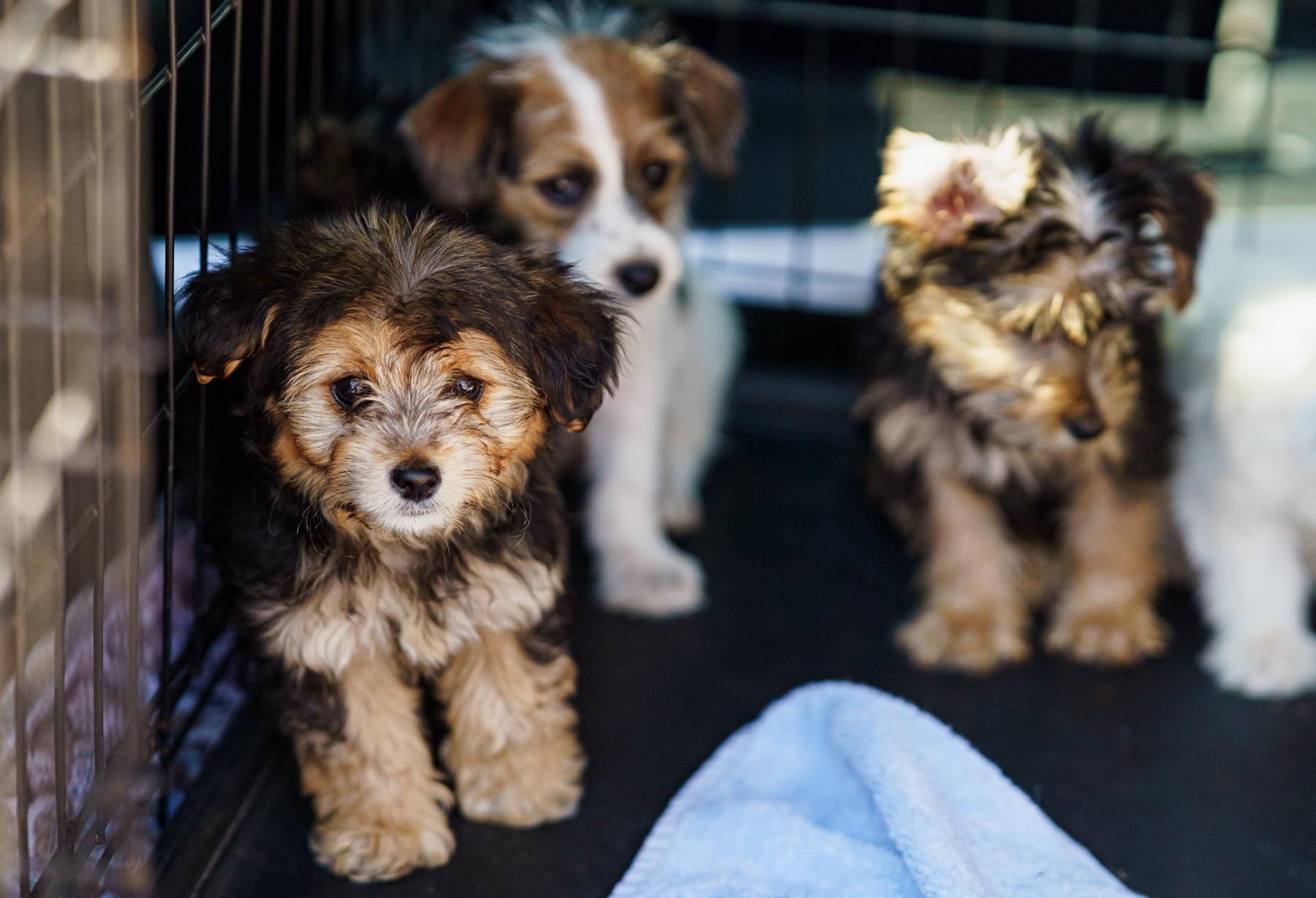 Enlarge Rosie, an adopted mixed breed in LAMPASAS, TX image 3/6