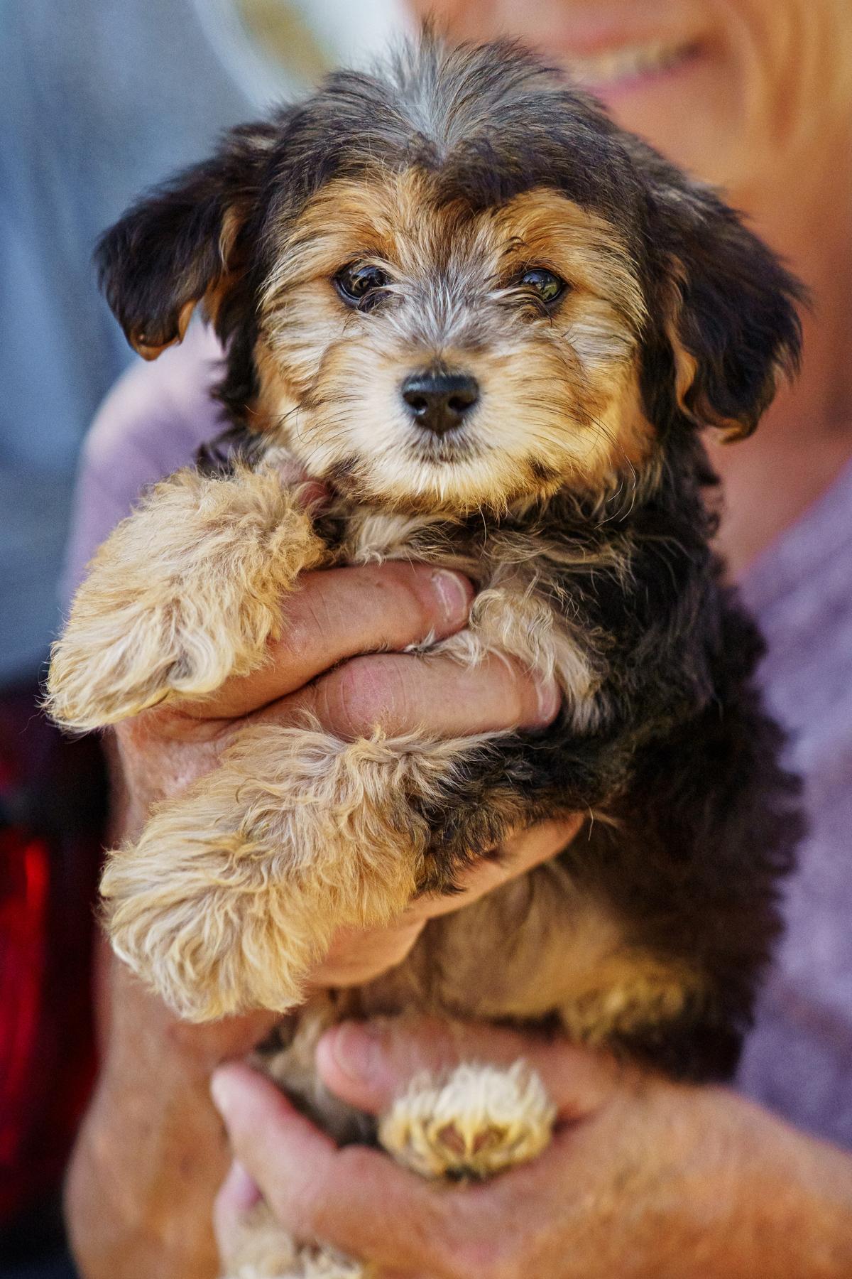 Enlarge Rosie, an adopted mixed breed in LAMPASAS, TX image 2/6