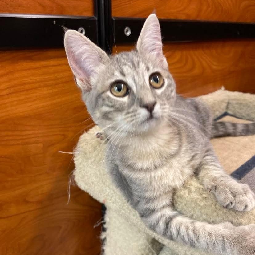 Bristol, adopted, Kitten Female Domestic Short Hair.