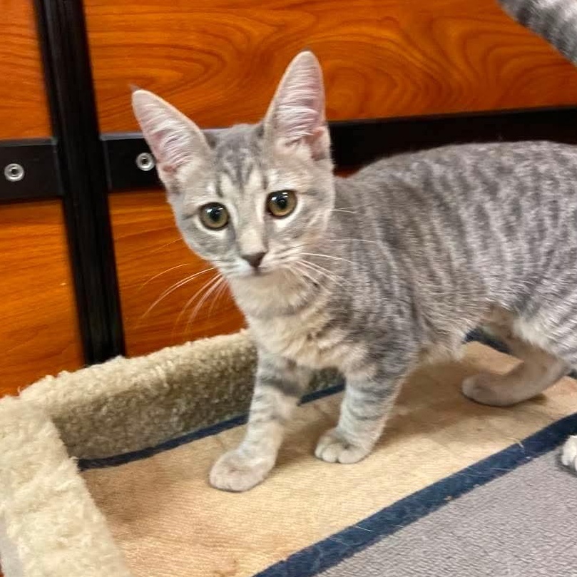 Bristol, an adopted Domestic Short Hair in Memphis, TN image 4/4