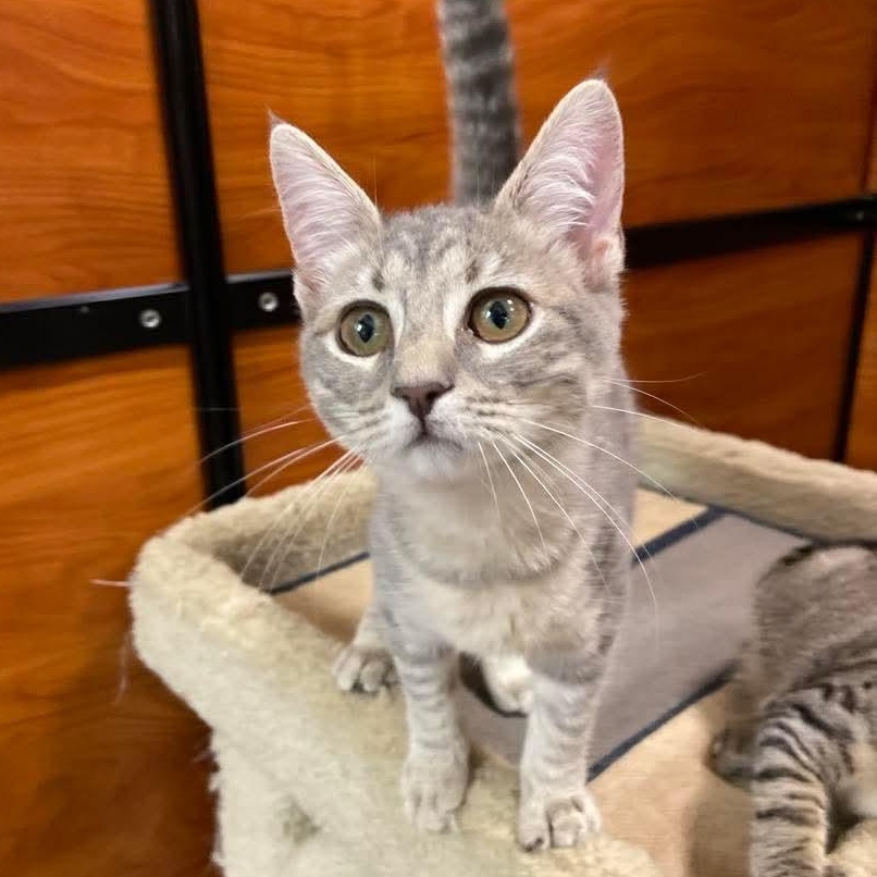 Bristol, an adopted Domestic Short Hair in Memphis, TN image 3/4