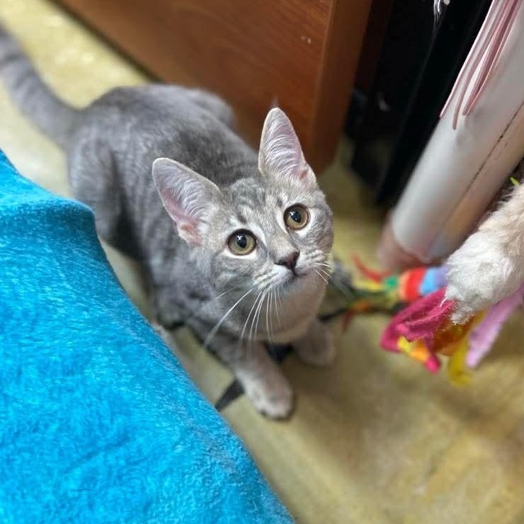 Bristol, an adopted Domestic Short Hair in Memphis, TN image 2/4