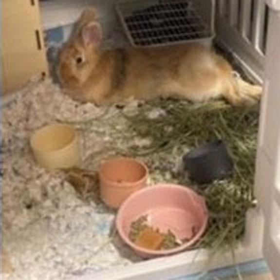 Pudge, adopted, Adult Female American.