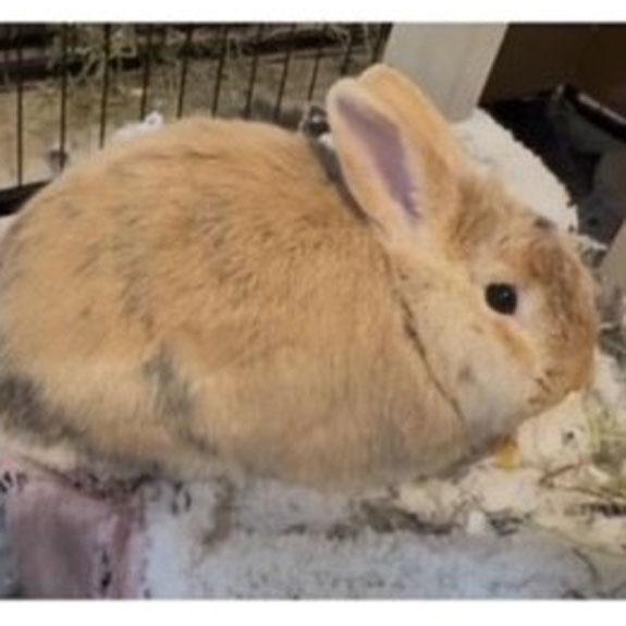 Enlarge Pudge, an adopted mixed breed in Bloomfield, NJ image 5/6