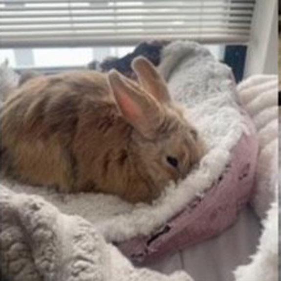 Pudge, adopted, Adult Female American.