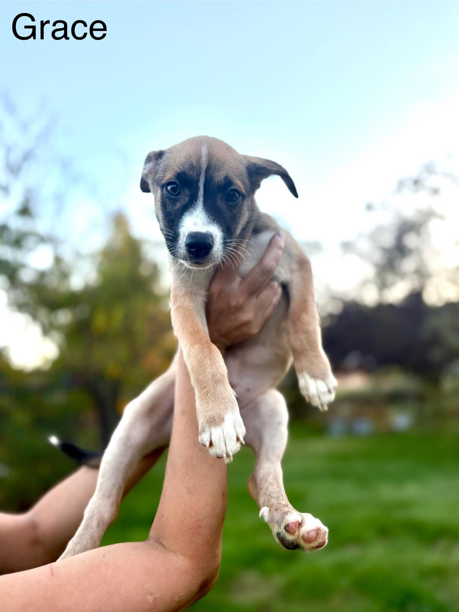 Grace, Adoptable, Puppy Female Shepherd.
