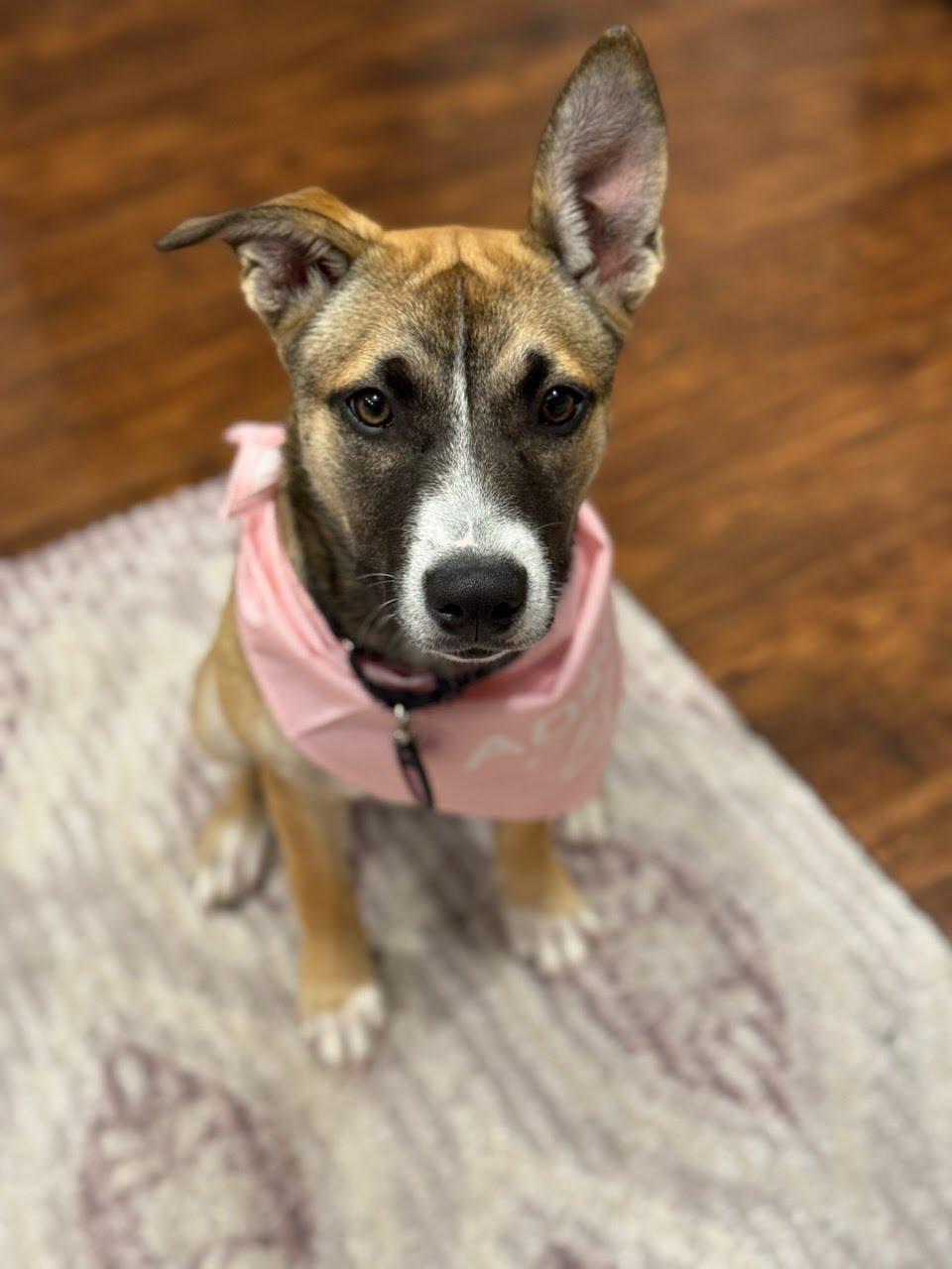 Grace, Adoptable, Puppy Female Shepherd.