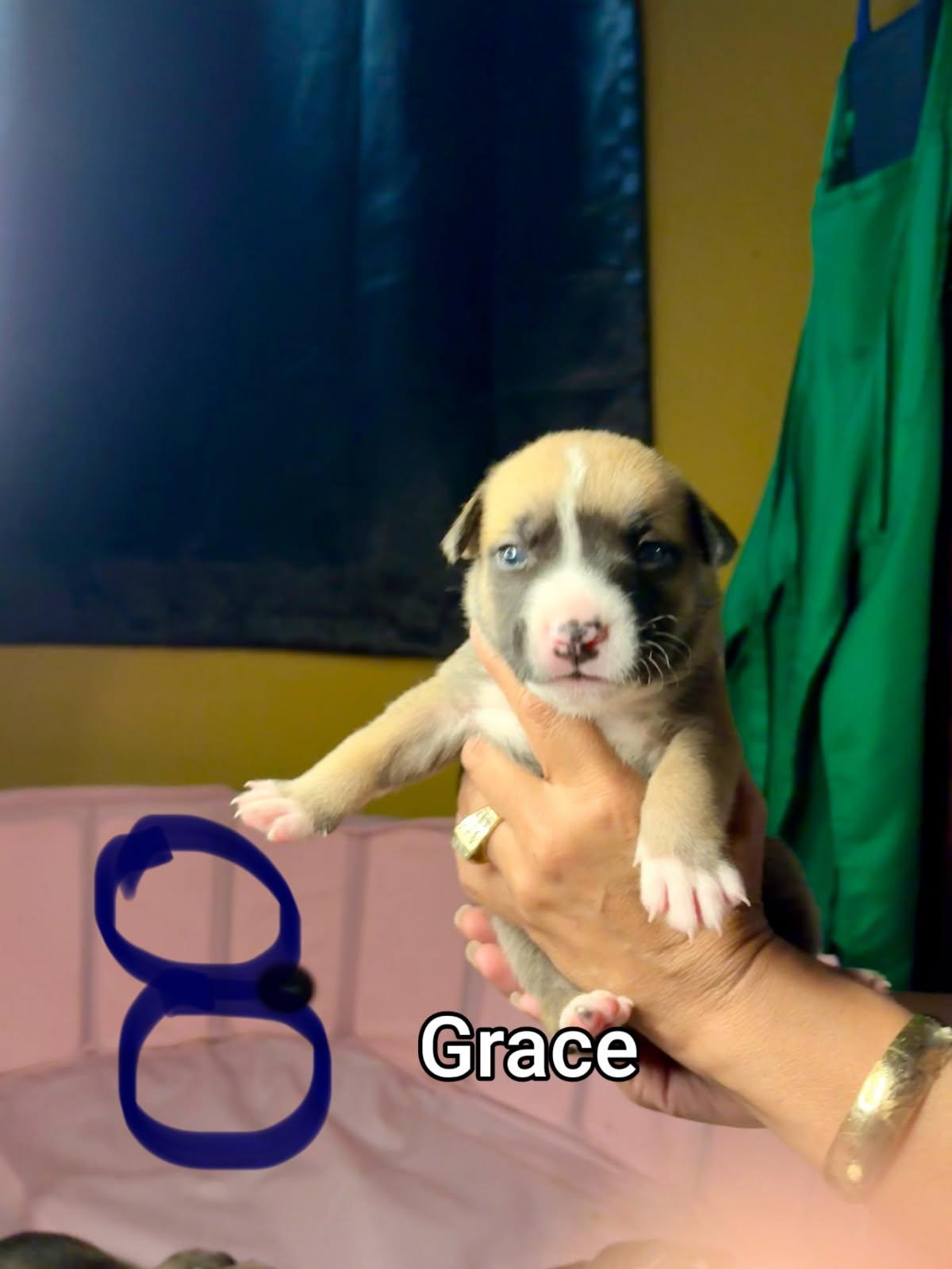 Enlarge Grace, a Adoptable mixed breed in Atascadero , CA image 3/3