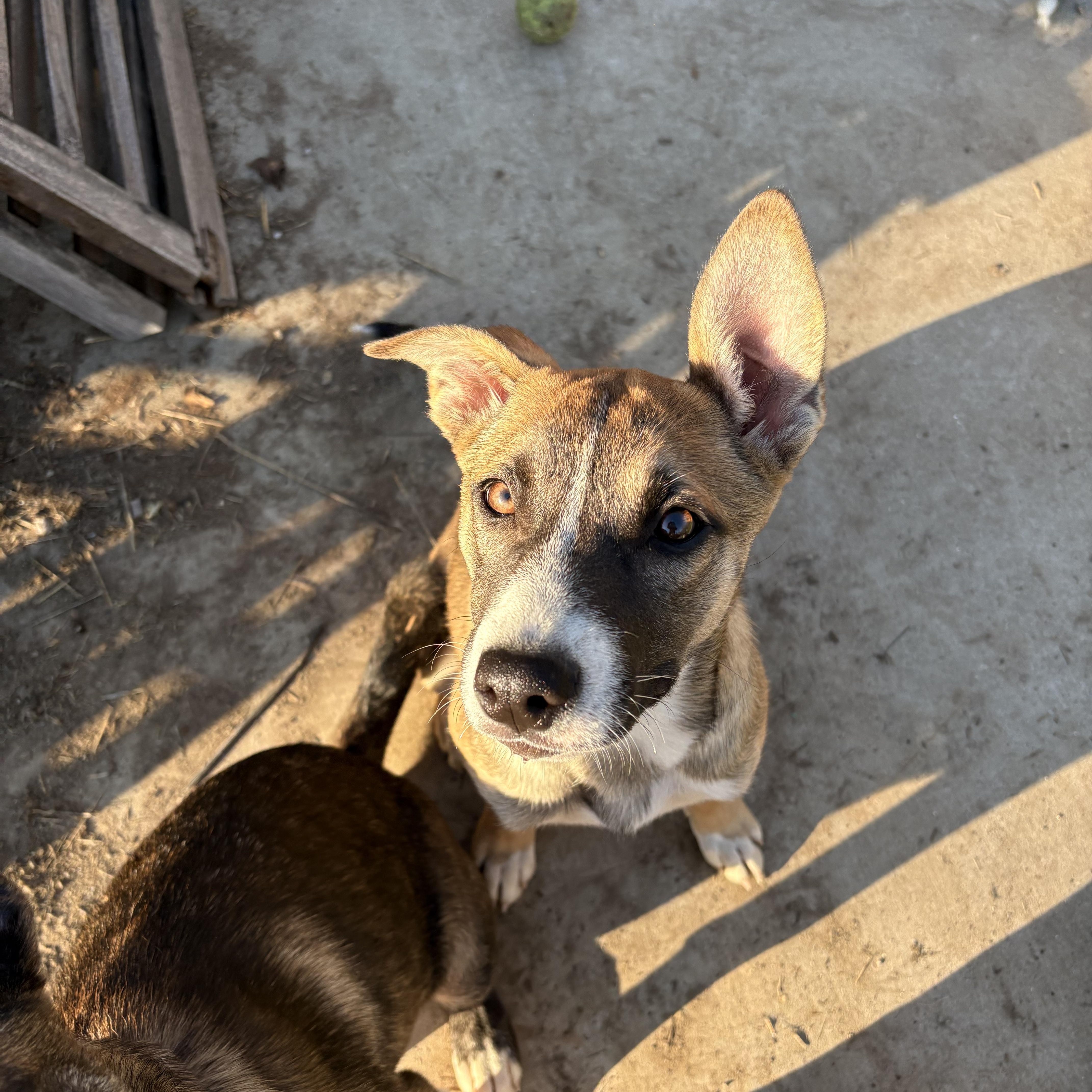 Enlarge Grace, an adoption pending mixed breed in Atascadero , CA image 2/5