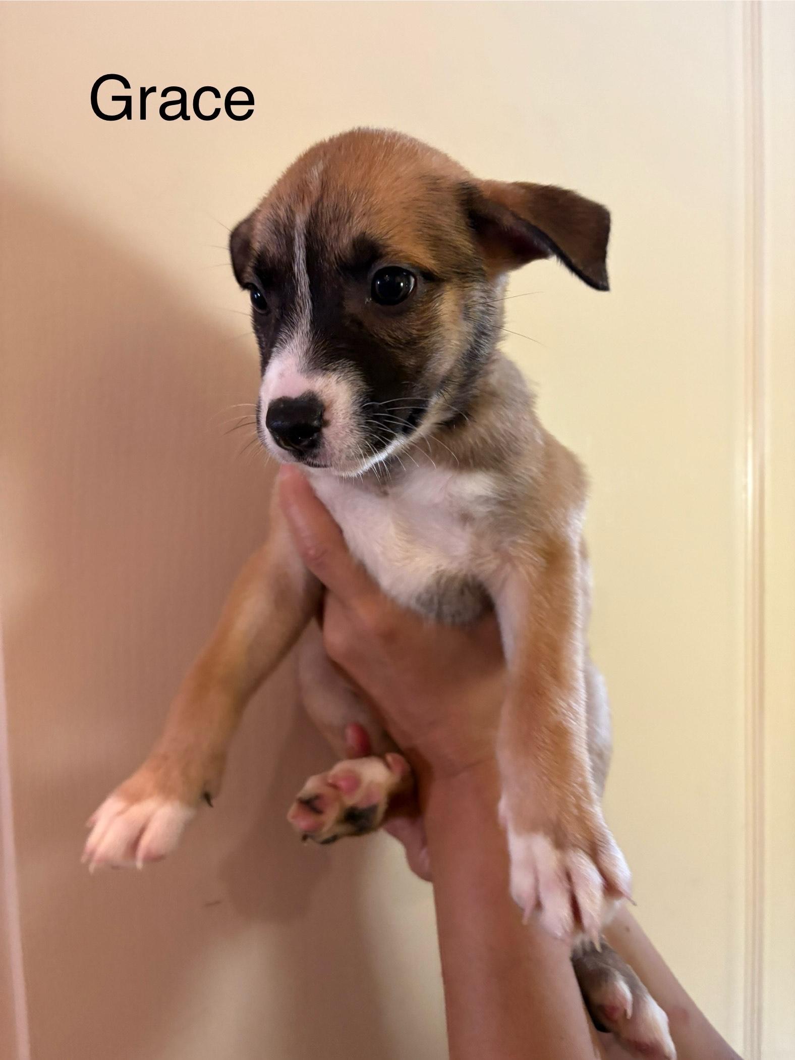 Enlarge Grace, a Adoptable mixed breed in Atascadero , CA image 2/3