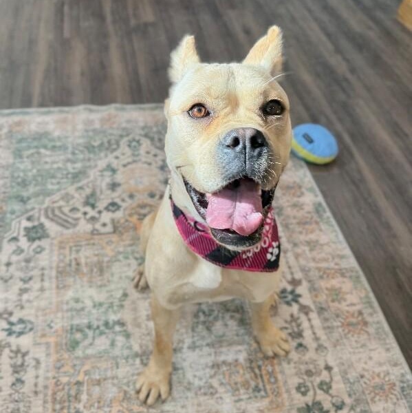 Piper Squishy Lovebug