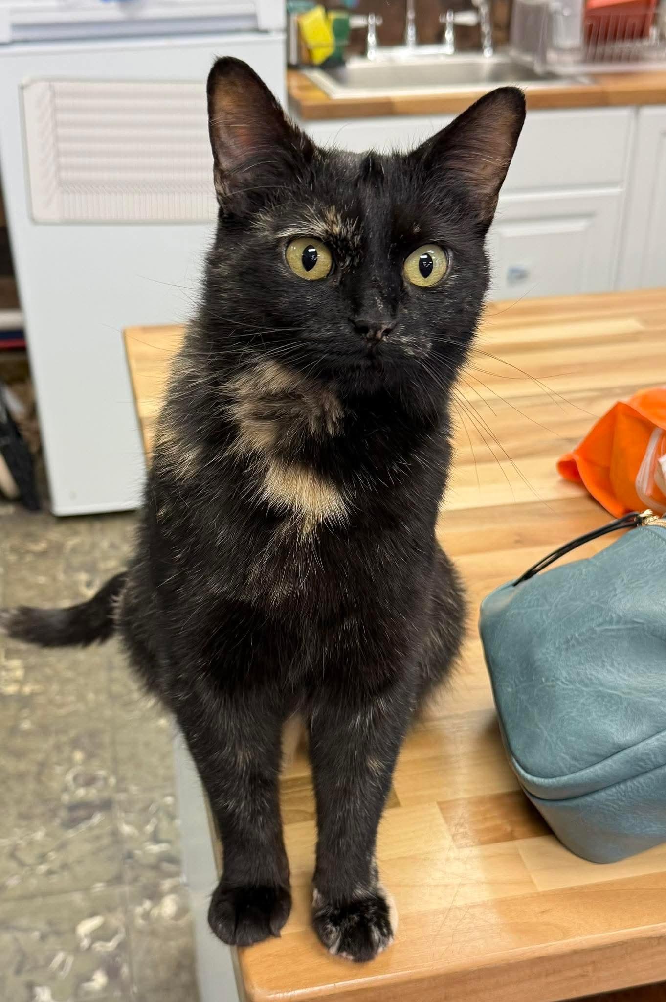 Pepper, adoptable, Young Female Domestic Short Hair.