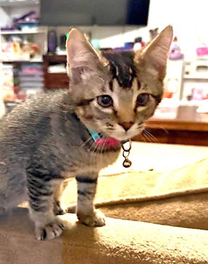 Sugar Plum, Adoptable, Kitten Male Domestic Short Hair.