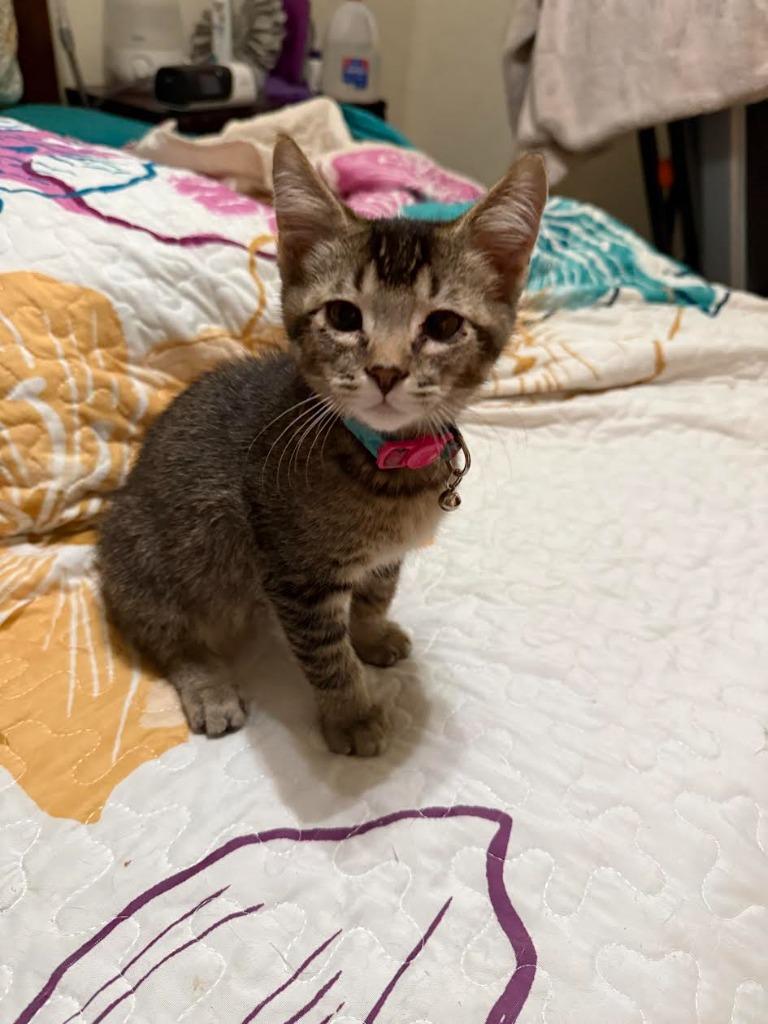 Enlarge Sugar Plum, a Adoptable mixed breed in Salt Lake City, UT image 3/5