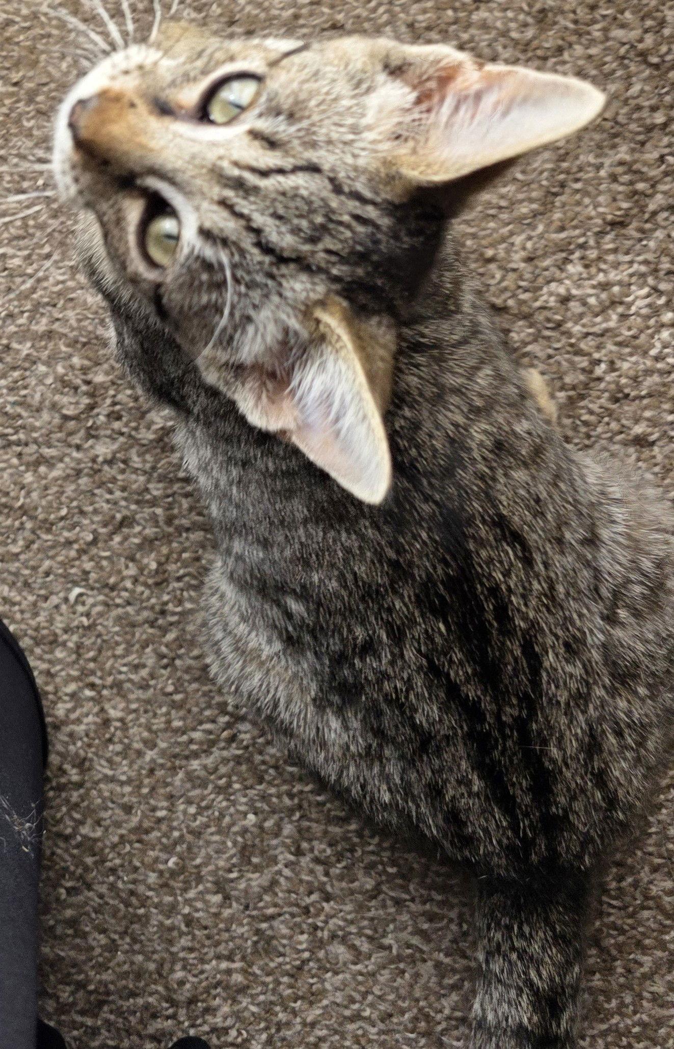 Enlarge Topaz 11.1.25, a Adoptable Domestic Short Hair in Apopka, FL image 1/1