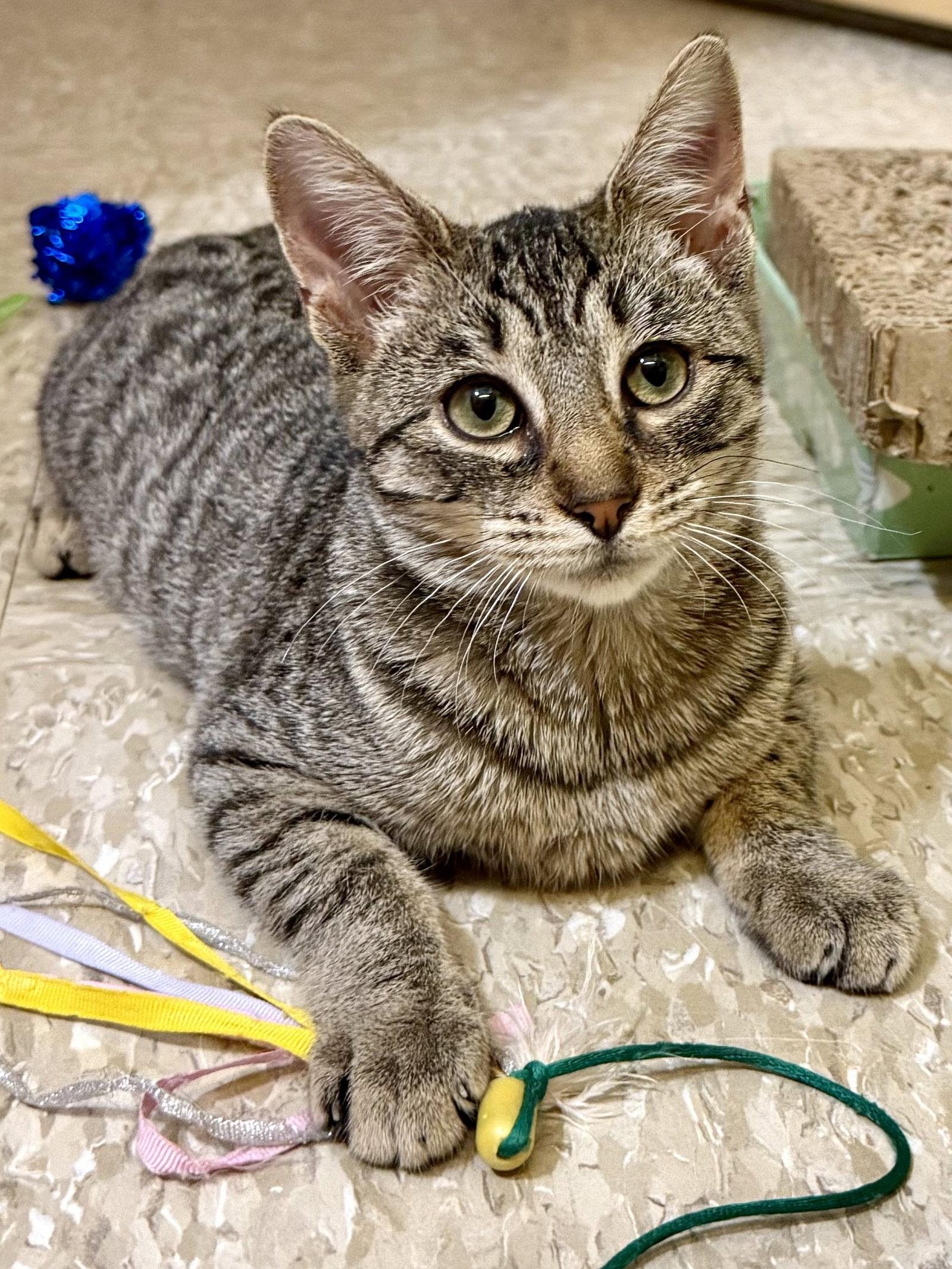 Enlarge Topaz 11.1.25, a Adoptable Domestic Short Hair in Apopka, FL image 2/2