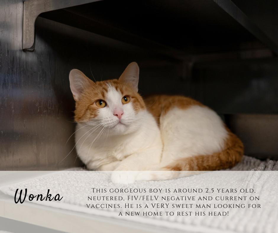 Enlarge Wonka, an adopted Domestic Short Hair in Junction City, KS image 1/1