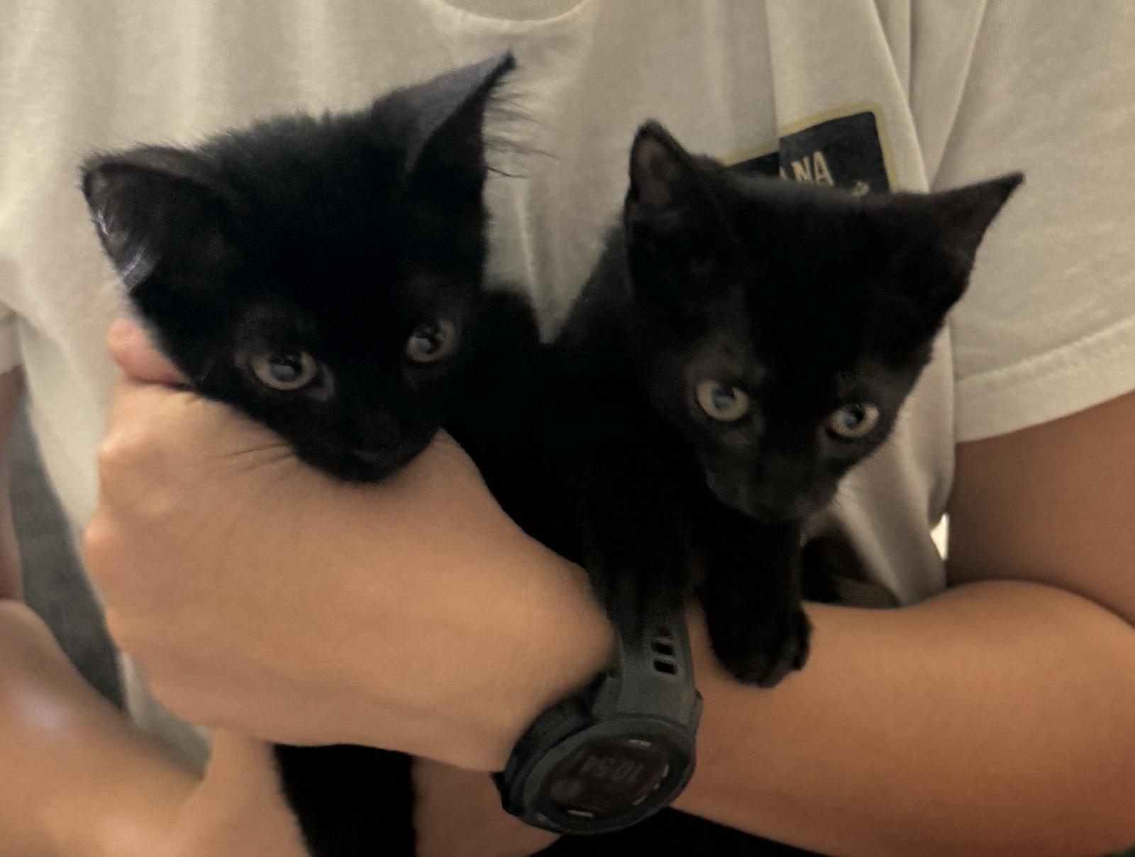 Miriam and Anna - Bonded Pair, Adoptable, Kitten Female Domestic Short Hair.