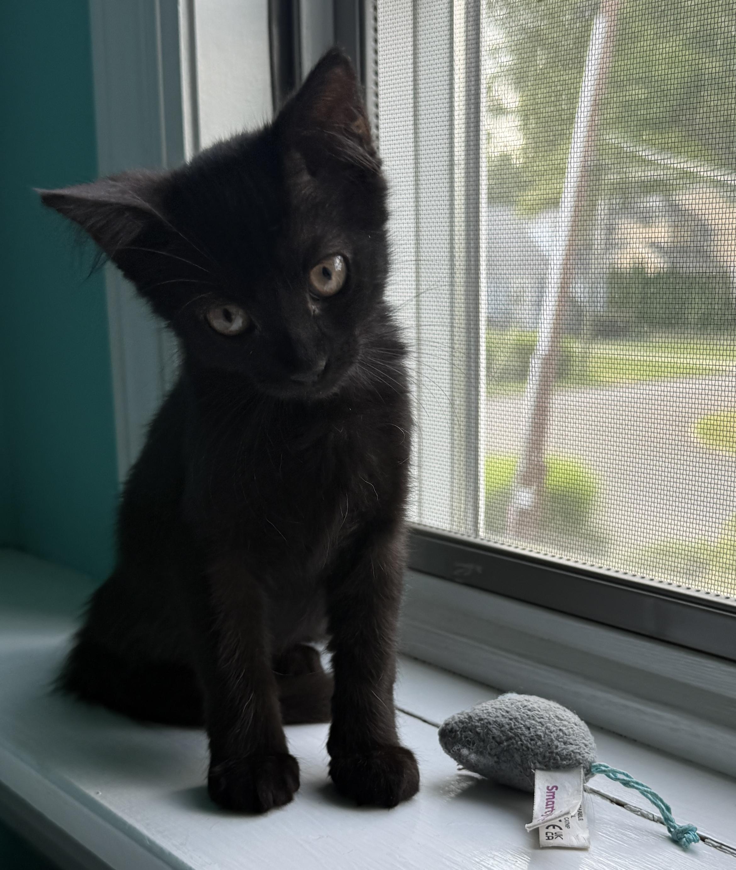 Enlarge Miriam and Anna - Bonded Pair, a Adoptable Domestic Short Hair in Princeton, NJ image 2/6