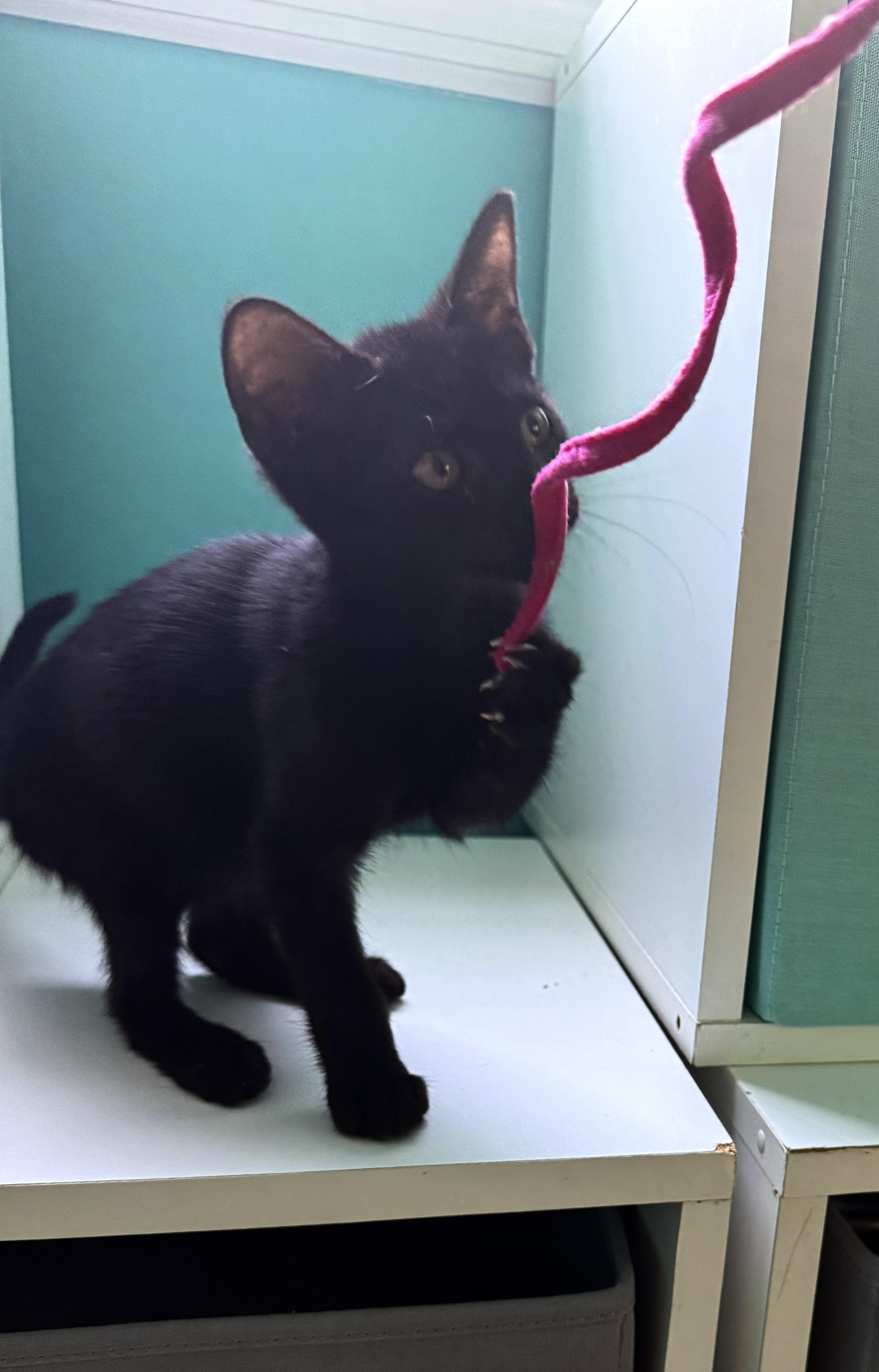 Enlarge Miriam and Anna - Bonded Pair, a Adoptable Domestic Short Hair in Princeton, NJ image 3/6