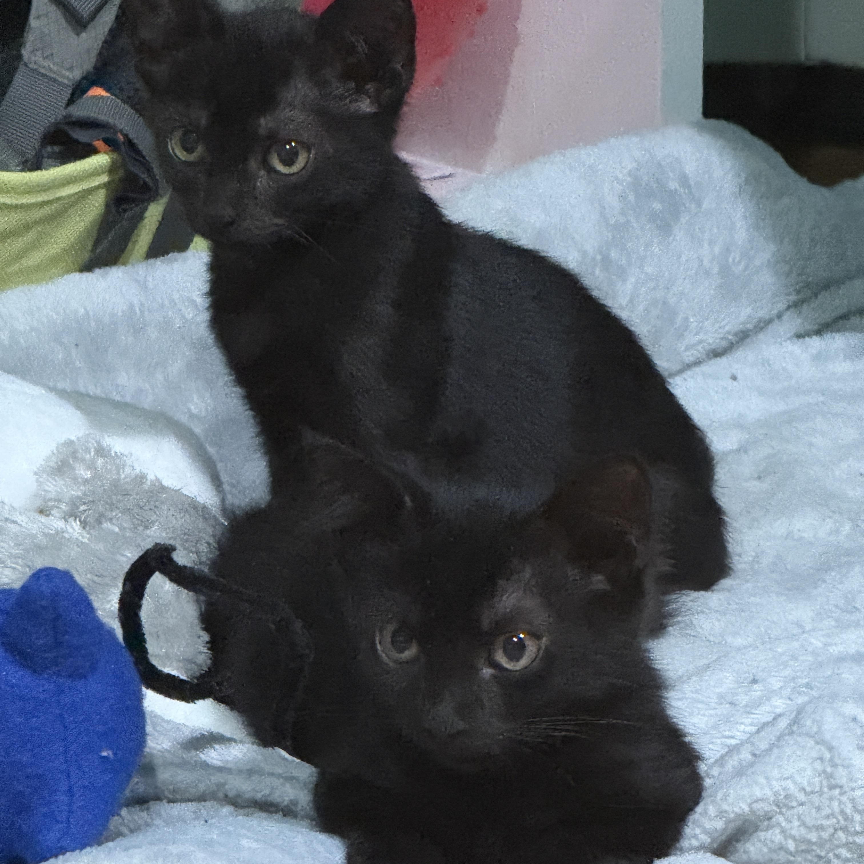 Enlarge Miriam and Anna - Bonded Pair, a Adoptable Domestic Short Hair in Princeton, NJ image 4/6