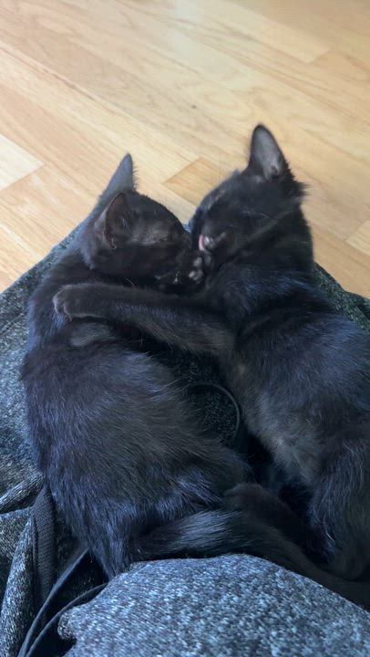 Enlarge Miriam and Anna - Bonded Pair, a Adoptable Domestic Short Hair in Princeton, NJ video 5/6