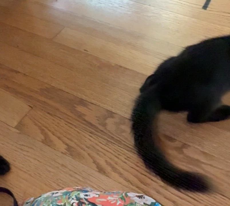 Enlarge Miriam and Anna - Bonded Pair, a Adoptable Domestic Short Hair in Princeton, NJ video 6/6