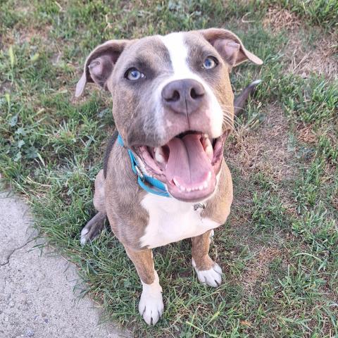 Enlarge Pibble -- LONGTIME RESIDENT!, a ADOPTABLE Pit Bull Terrier in Thousand Oaks, CA image 1/2
