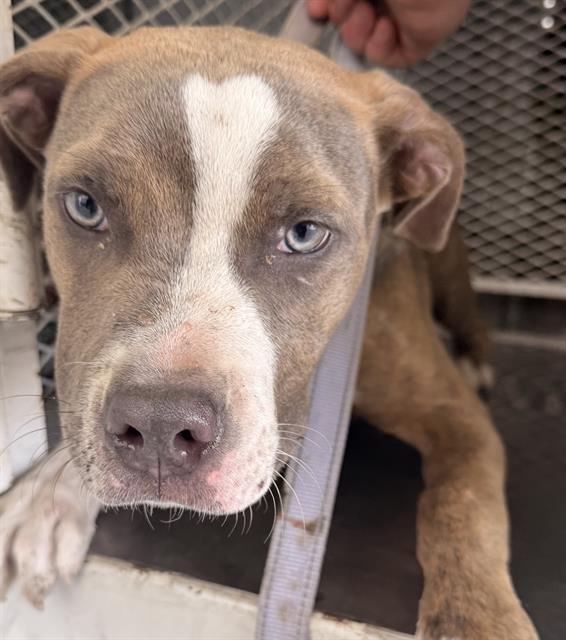 Enlarge Pibble -- LONGTIME RESIDENT!, a ADOPTABLE Pit Bull Terrier in Thousand Oaks, CA image 2/2