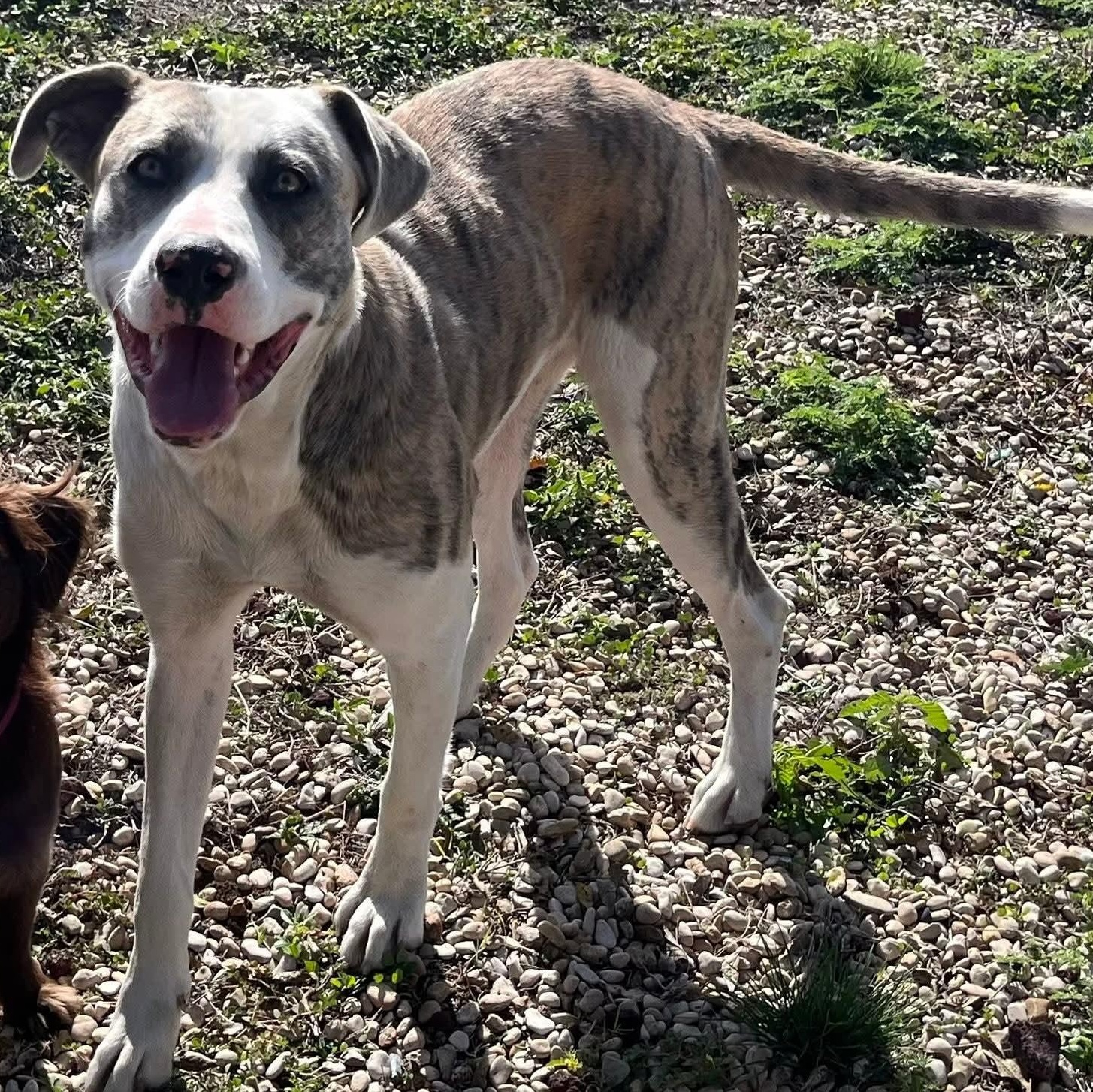 Enlarge Callie, a ADOPTABLE mixed breed in Kirby, TX image 1/1