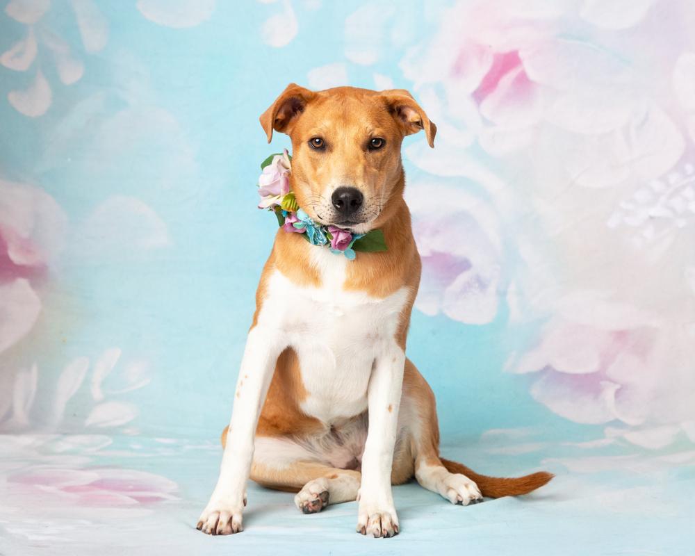 Sassafras, Adoptable, Puppy Female Great Pyrenees & Pit Bull Terrier.