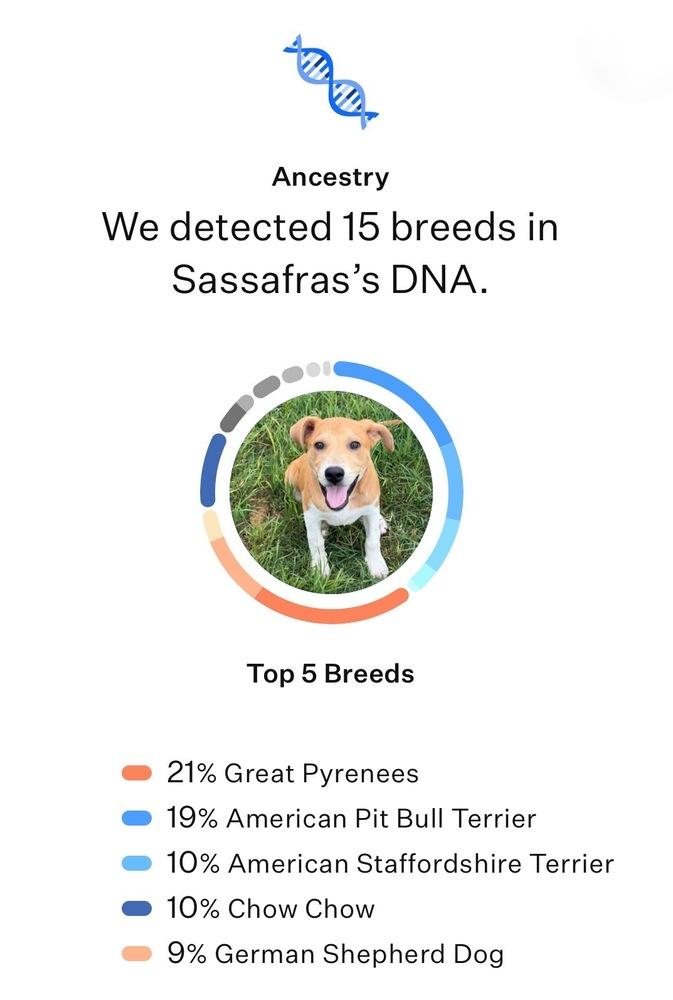 Enlarge Sassafras, a Adoptable mixed breed in Frisco, TX image 2/6